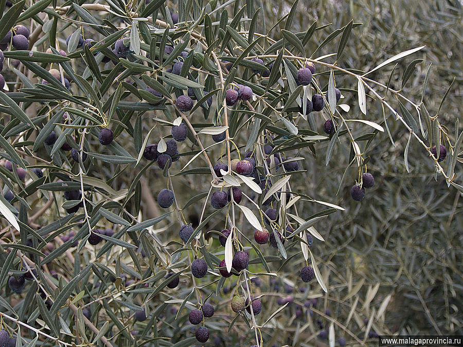... и созревают оливки Малага, Испания