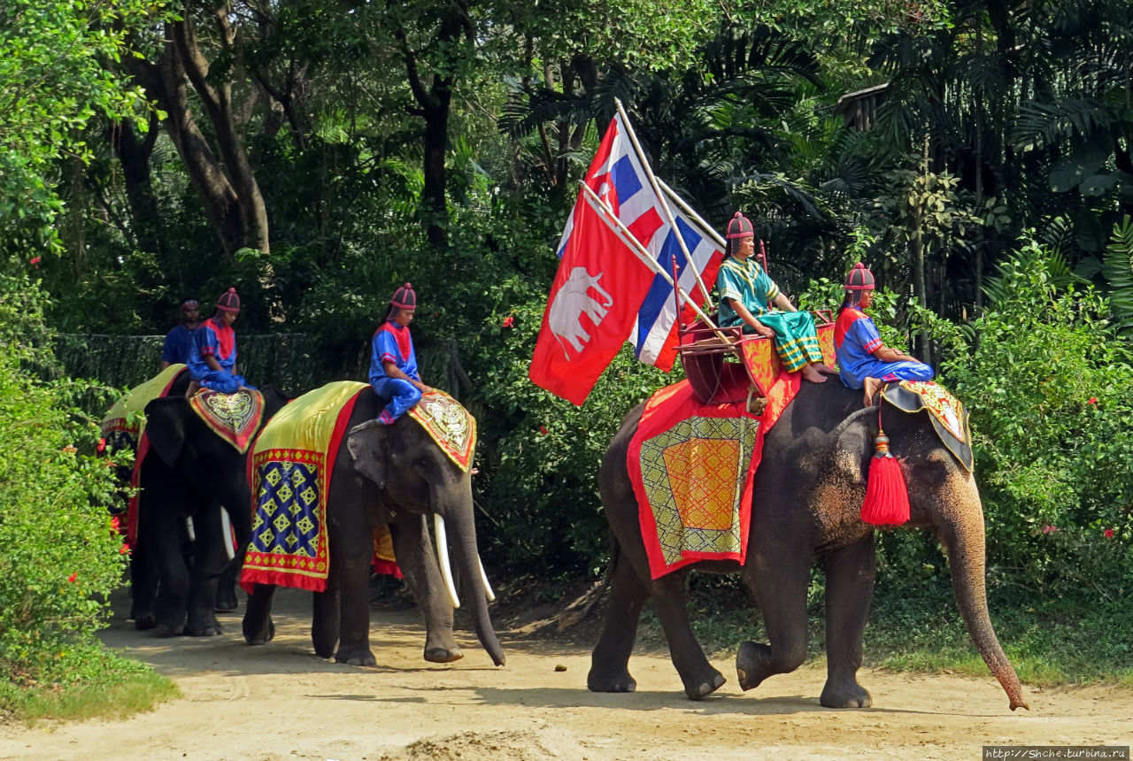 Шоу слонов в зоопарке Сампрана