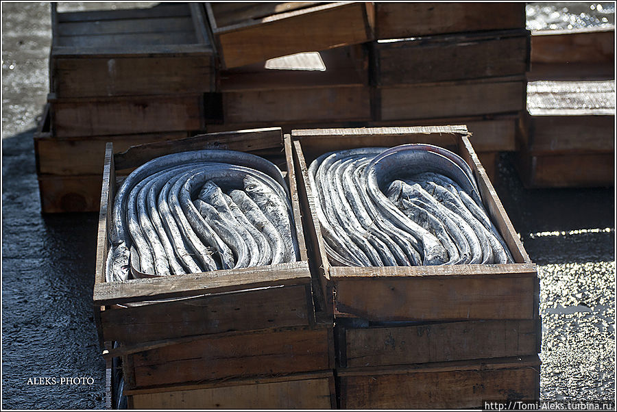 Длинные рыбины уложены для погрузки. Кстати, кто знает, что это за вид рыбы?
* Агадир, Марокко