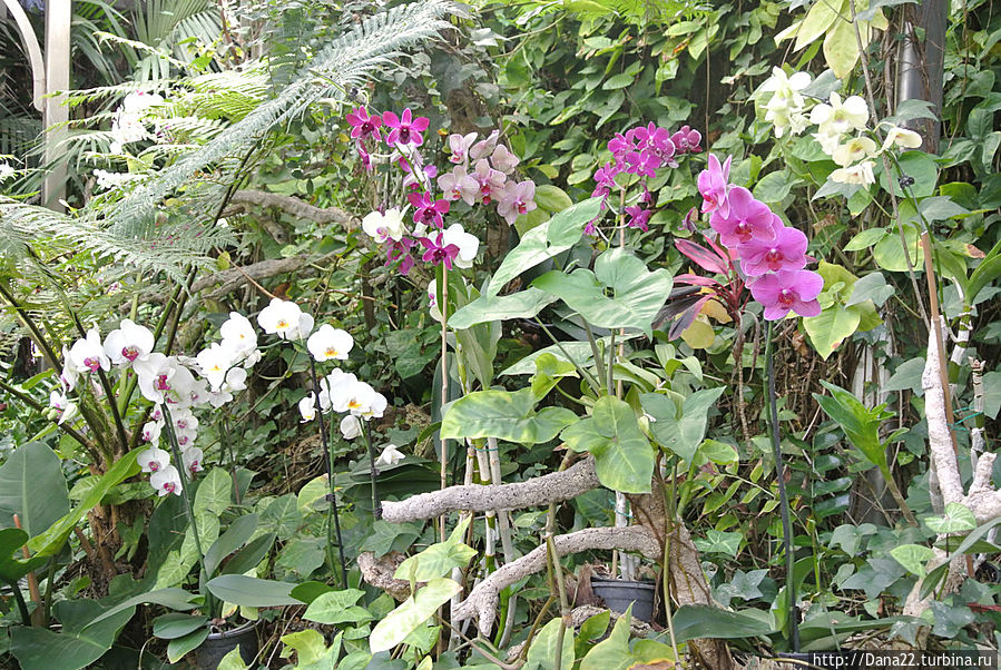 Часть 6. Лоро Парк как гормон счастья Остров Тенерифе, Испания Часть 6. Лоро Парк как гормон счастья Остров Тенерифе, Испания