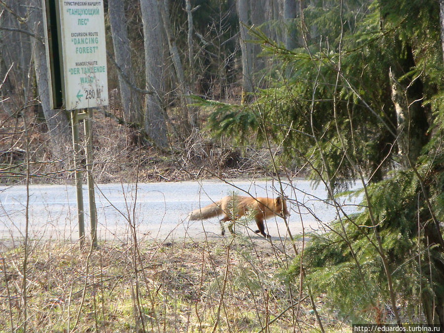 на Куршской косе на Куршской косе