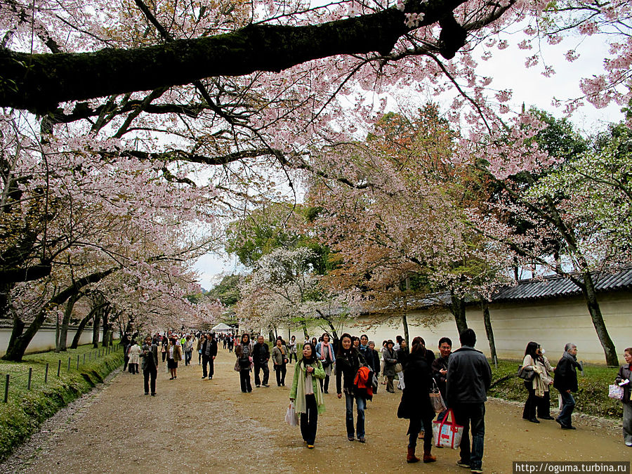 Белые пятна на последующих фото, если их удасться разглядеть, это падающие лепестки сакуры Киото, Япония