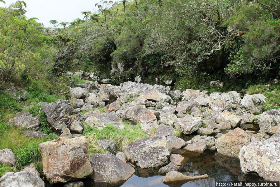 Сердце Реюньона в месте заповедном Салази, Реюньон Сердце Реюньона в месте заповедном Салази, Реюньон