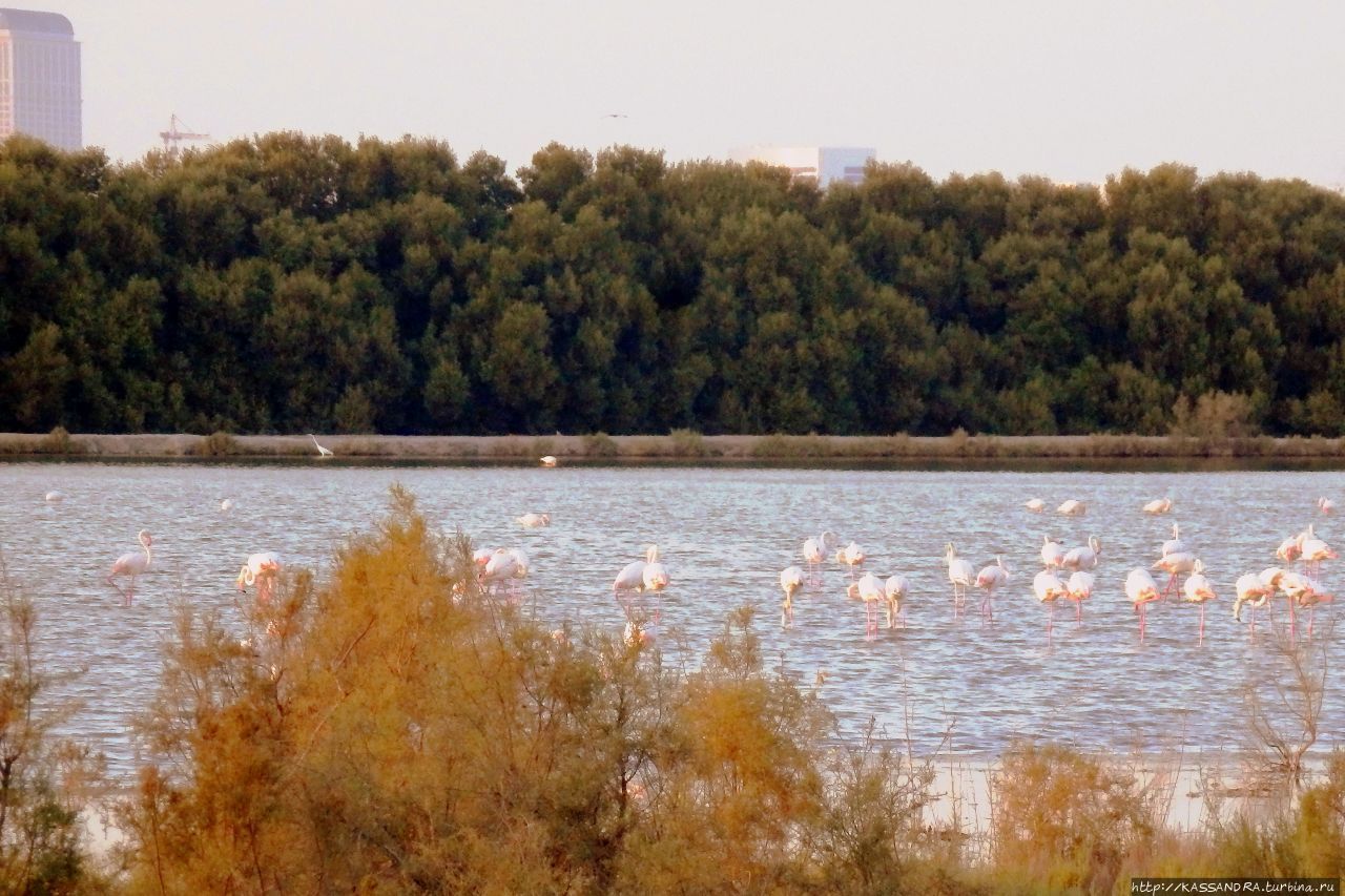 Дубай. Розовый фламинго в  Рас-аль-Хоре Дубай, ОАЭ