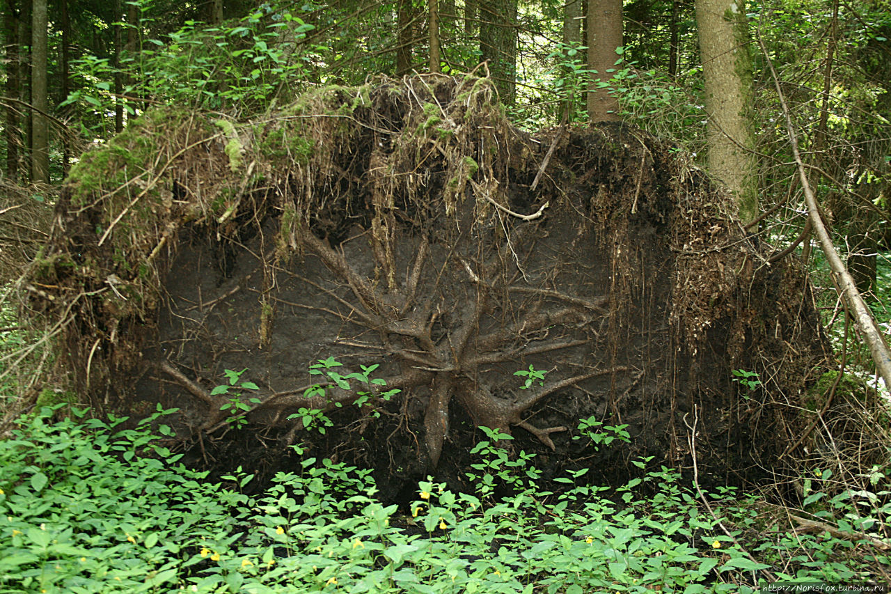 Это, похожие на огромный зонтик, корни поваленного дерева. Саулкрасты, Латвия