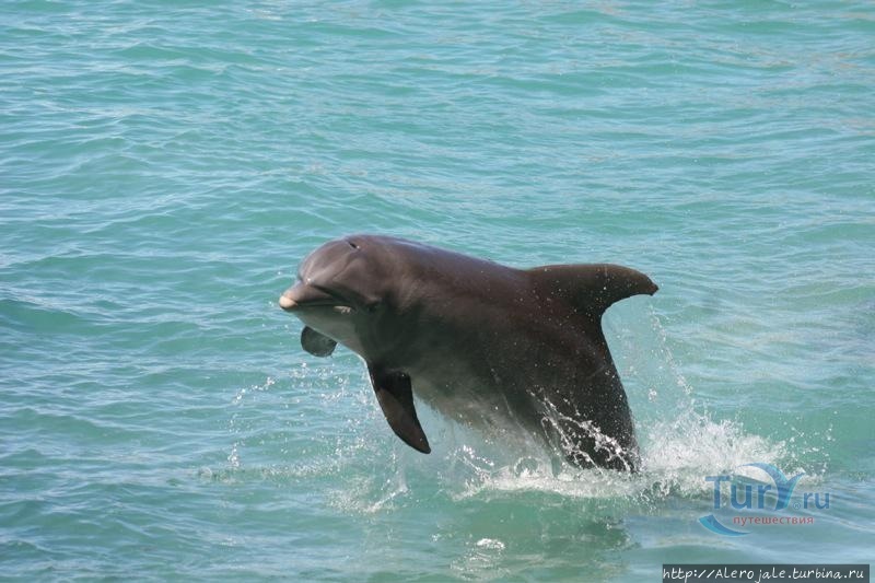 С дельфинами крылатыми Монтего-Бей, Ямайка