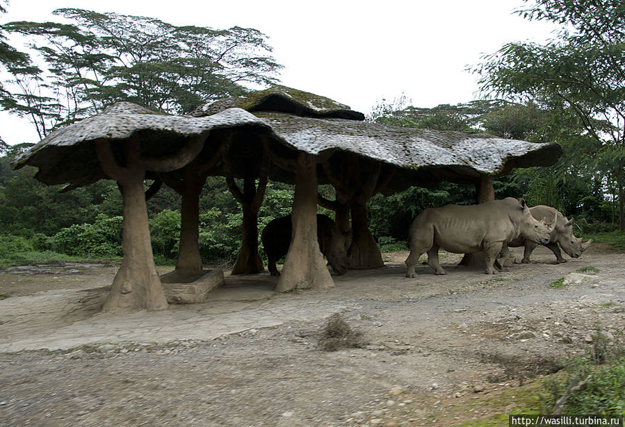 Домик носорогов. Ява, Индонезия