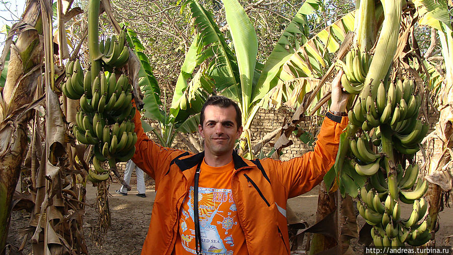 Банановая роща Египет