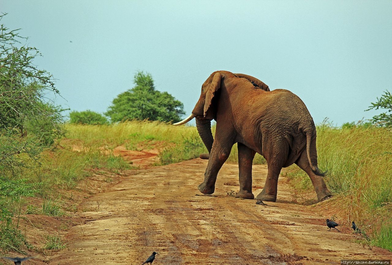 Четыре из пяти Мёрчисон-Фоллс Национальный Парк, Уганда