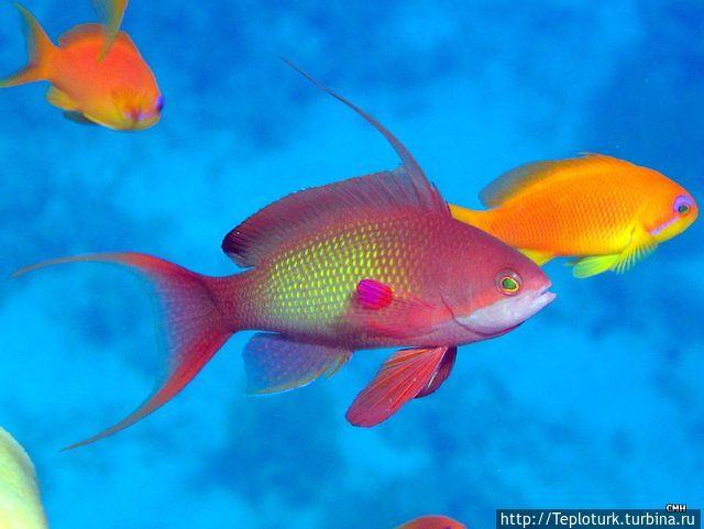 Золотая рыбка Шарм-Эль-Шейх, Египет