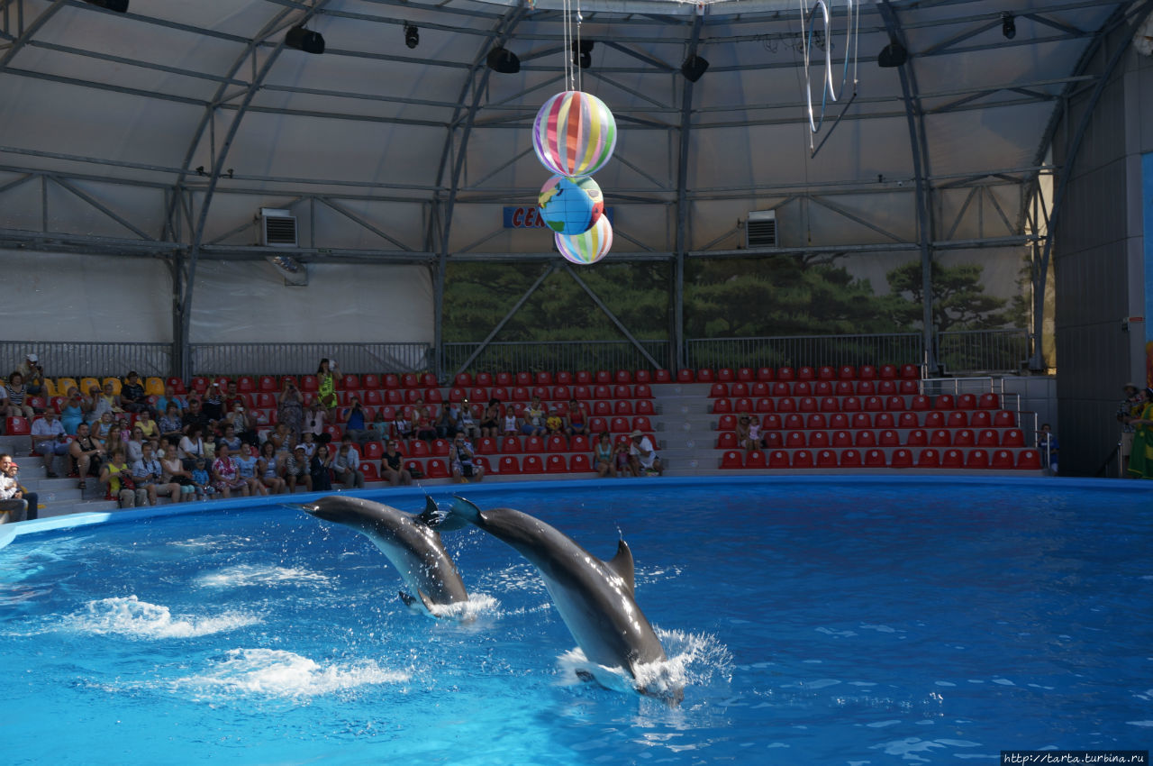 Дельфины способны подарить праздник! Алушта, Россия