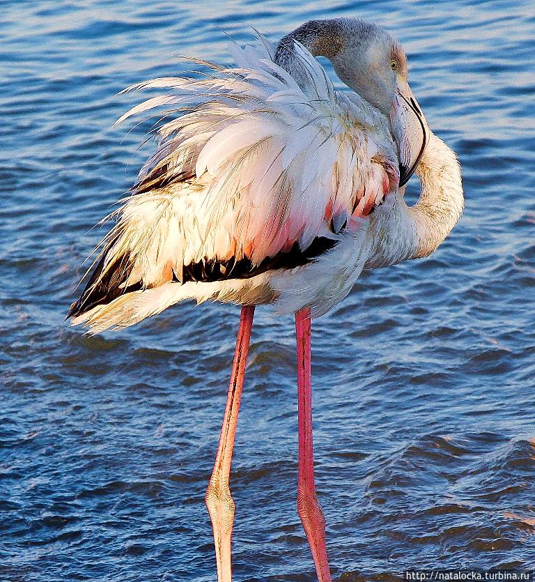 В гостях у фламинго. Уолфиш-Бей, Намибия