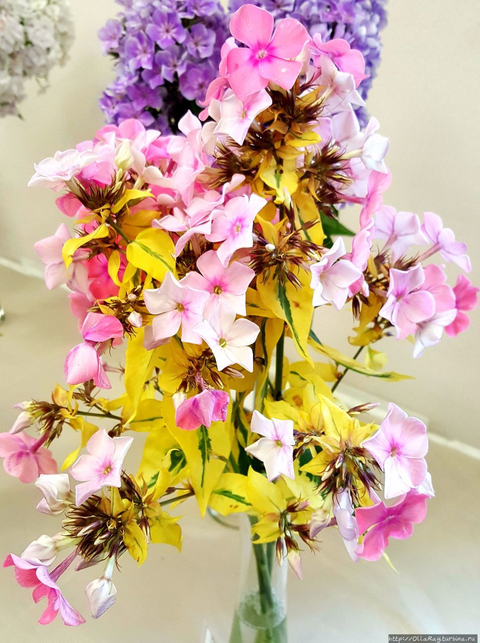 Флокс Бекки Тоув. Санкт-Петербург, Россия Флокс Бекки Тоув. Санкт-Петербург, Россия