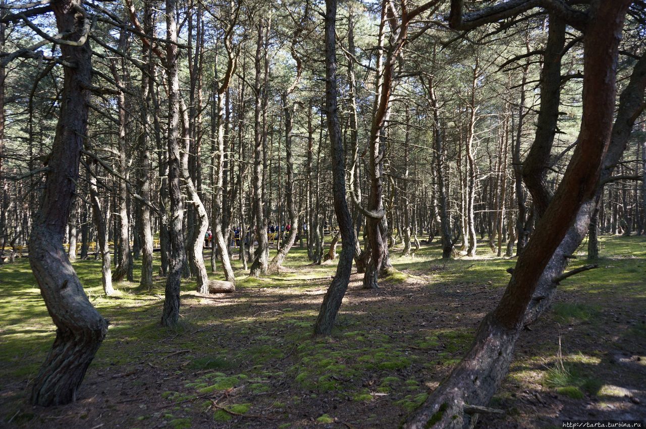 «Танцующий» лес – необъяснимая аномалия или чудо природы?! Куршская Коса Национальный Парк, Россия