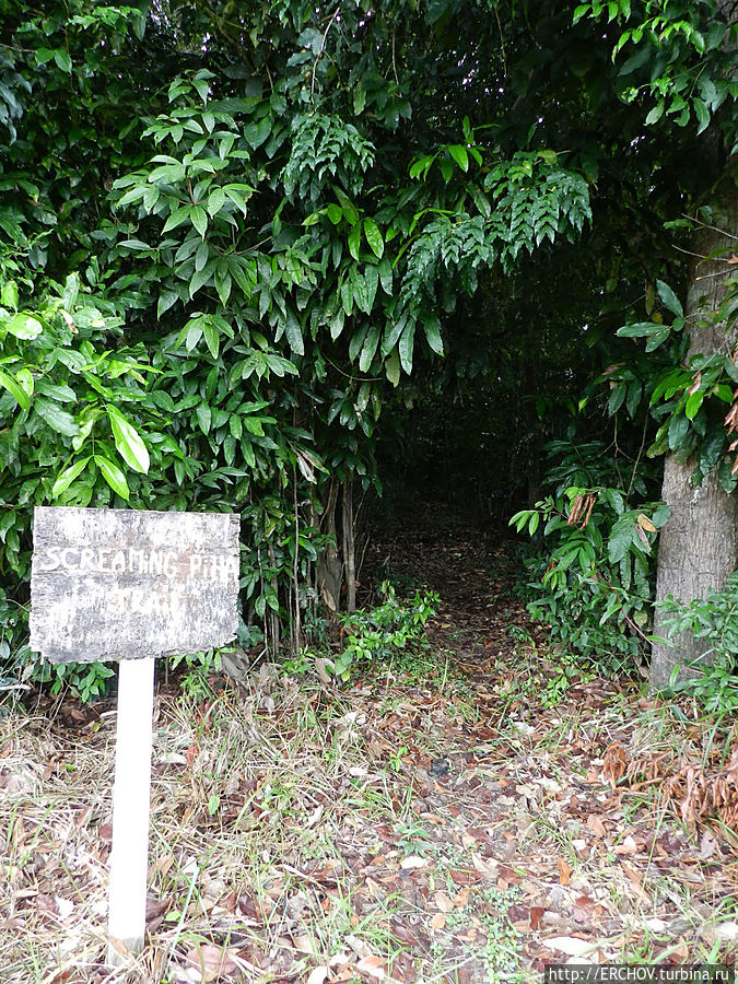 Дальние страны. Часть 4. Национальный парк Ивокрама Регион Потаро-Сипаруни, Гайана