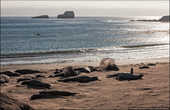 Пляж с морскими котиками. Ленивые туши распластались на берегу, практически не двигаясь. Лишь изредка они подавали признаки жизни, взмахивая ластами и осыпая себя песком