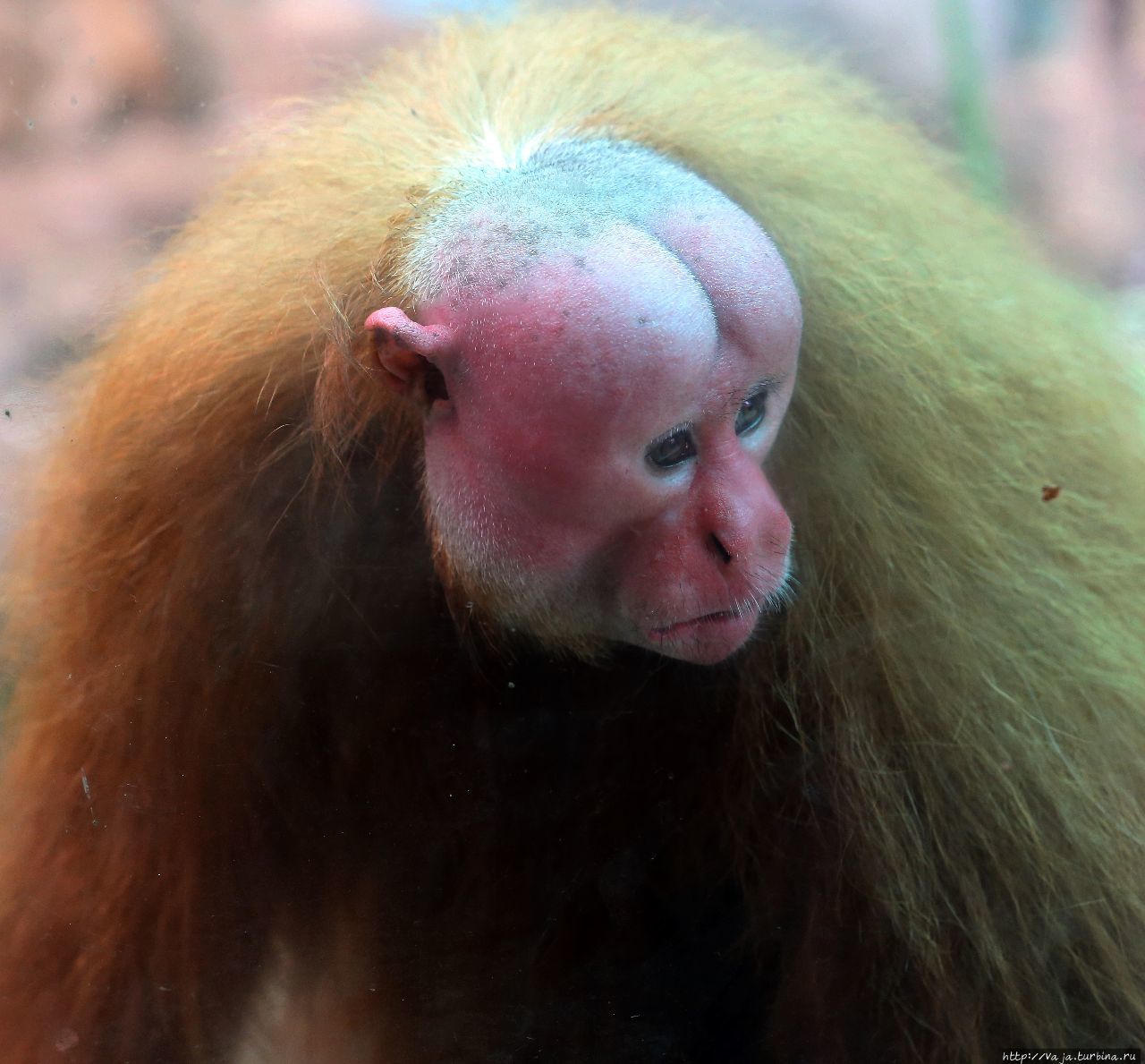 Зоопарк Лимы. Перу Лима, Перу Зоопарк Лимы. Перу Лима, Перу