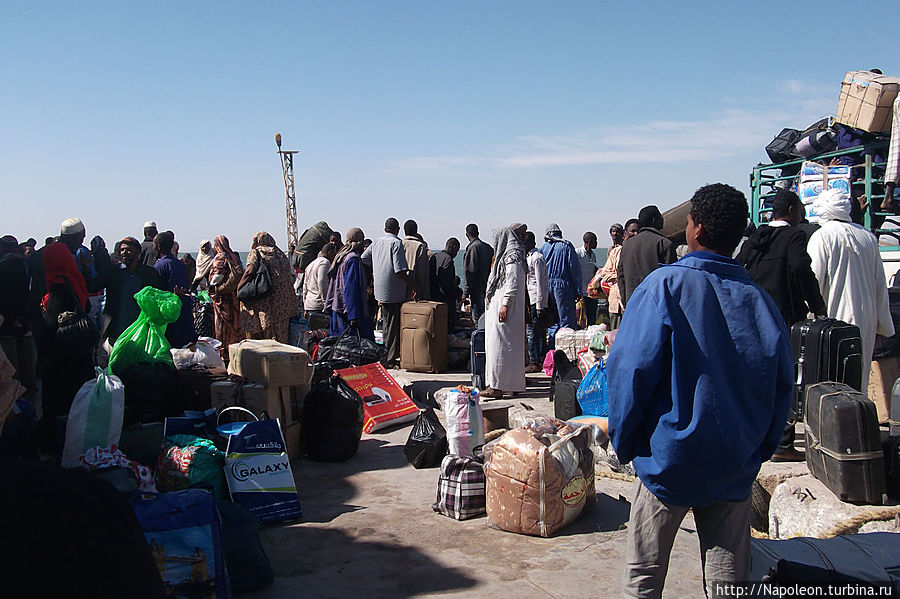 Верблюд пустыни Вади-Хальфа, Судан Верблюд пустыни Вади-Хальфа, Судан