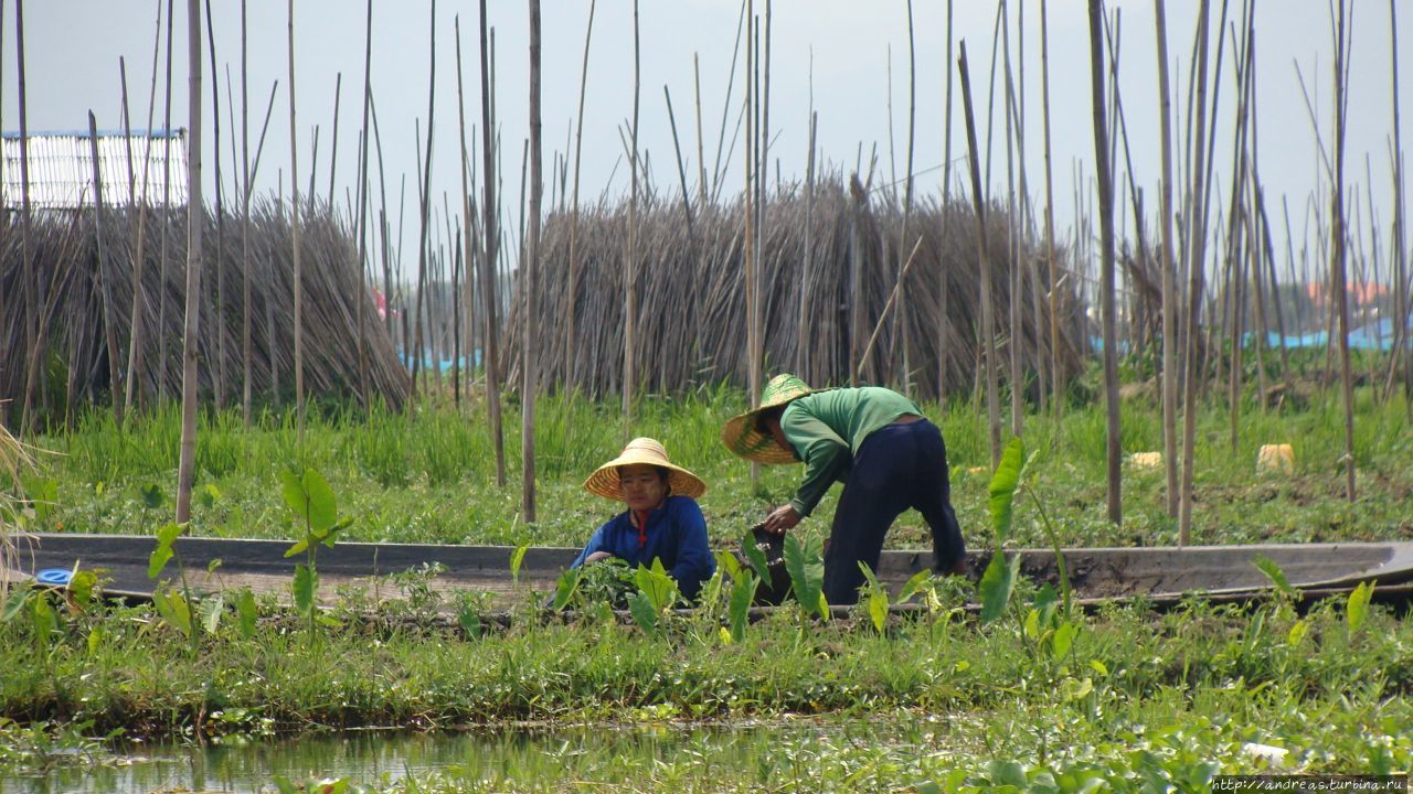 Интха — сыновья озера Озеро Инле, Мьянма Интха — сыновья озера Озеро Инле, Мьянма
