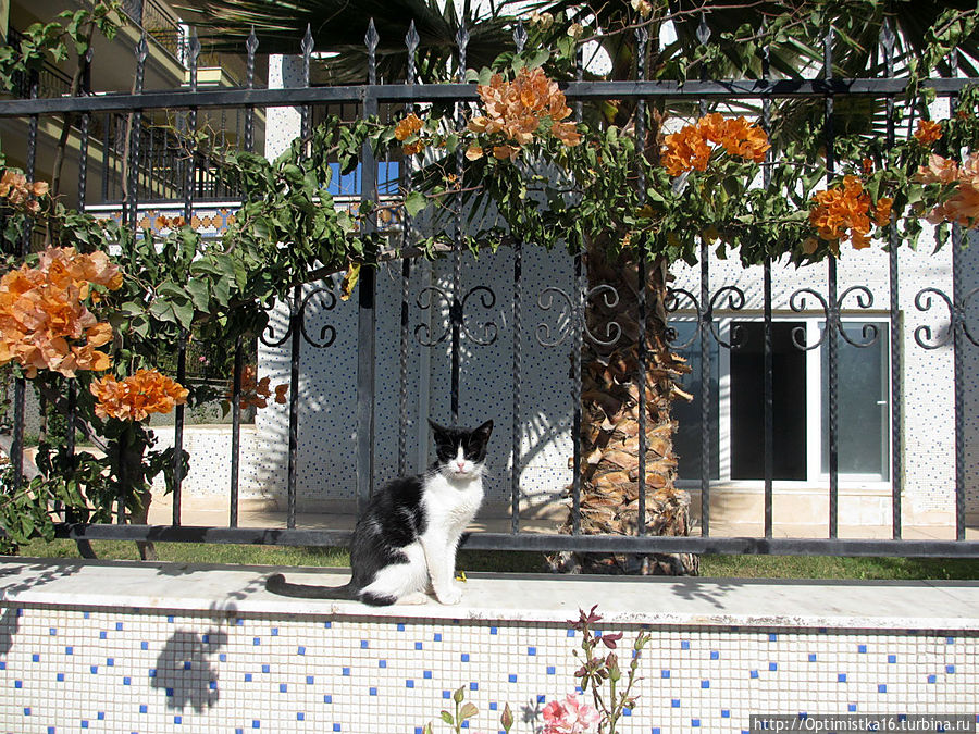 Дидим в конце октября Дидим, Турция Дидим в конце октября Дидим, Турция