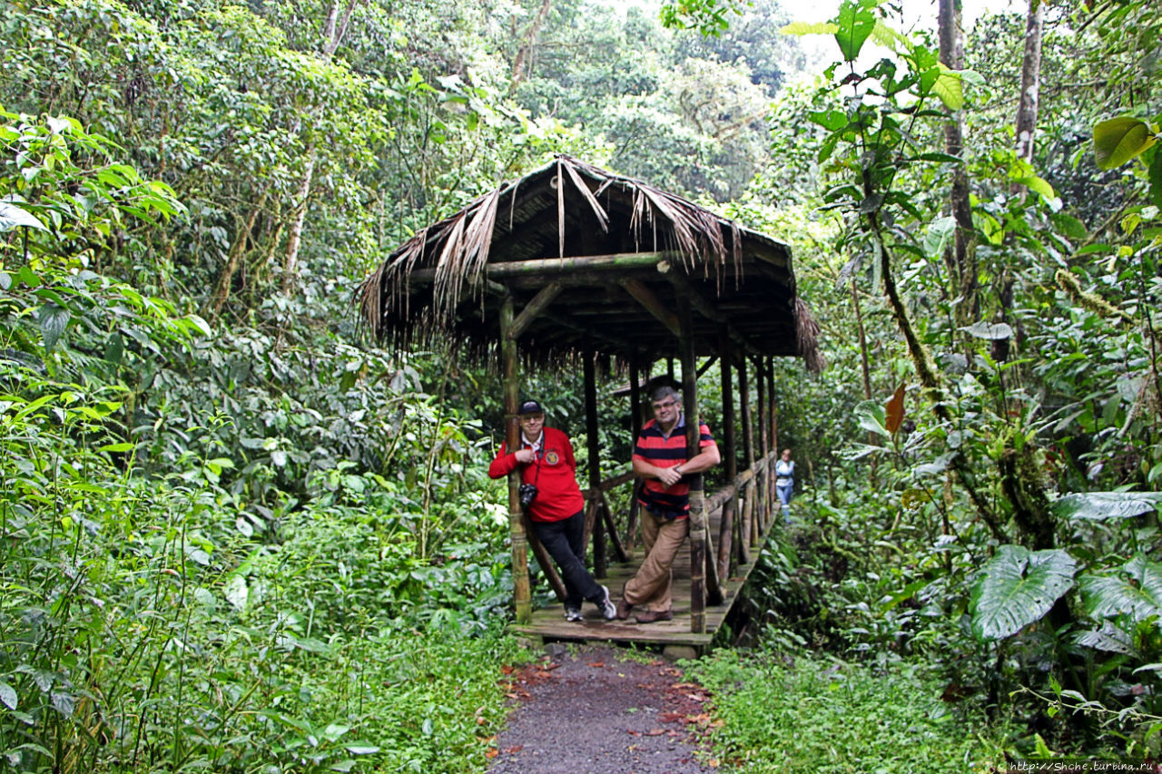 На радость ботаников: по экваториальному лесу в Эквадоре