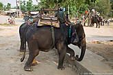 К слону привязывают специальное седло, в которое со специального помоста загружают по четыре пассажира.