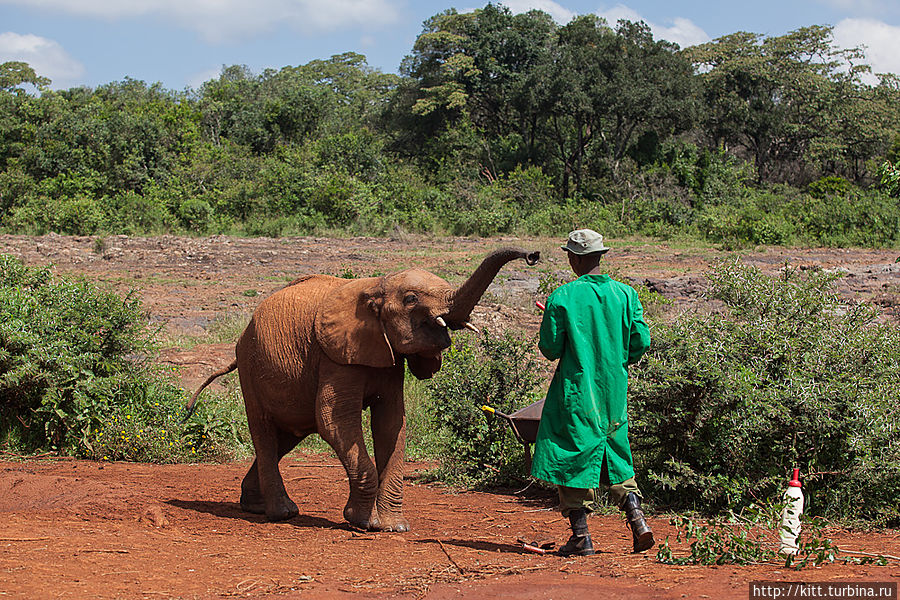 Спустя пару минут из глубин леса появляется слоненок и буквально вприпрыжку направляется к бутылочкам. Найроби, Кения