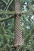 Араукария (Araucaria araucana) —  это почти ископаемое растение, которое существует на планете уже многие миллионы лет! Оно буквально излучает ауру глубокой древности.