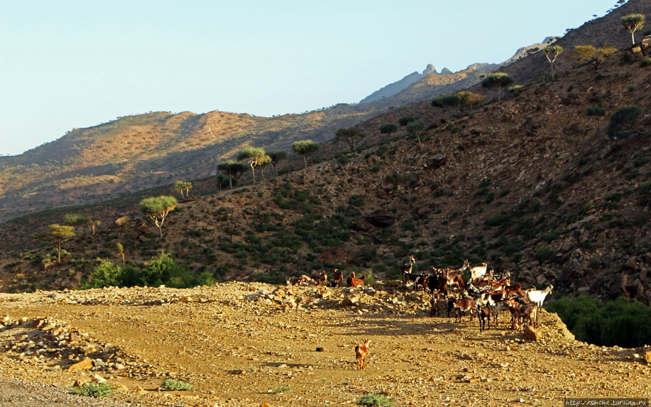 Эфиопские картинки. Регион Афар Регион Афар, Эфиопия