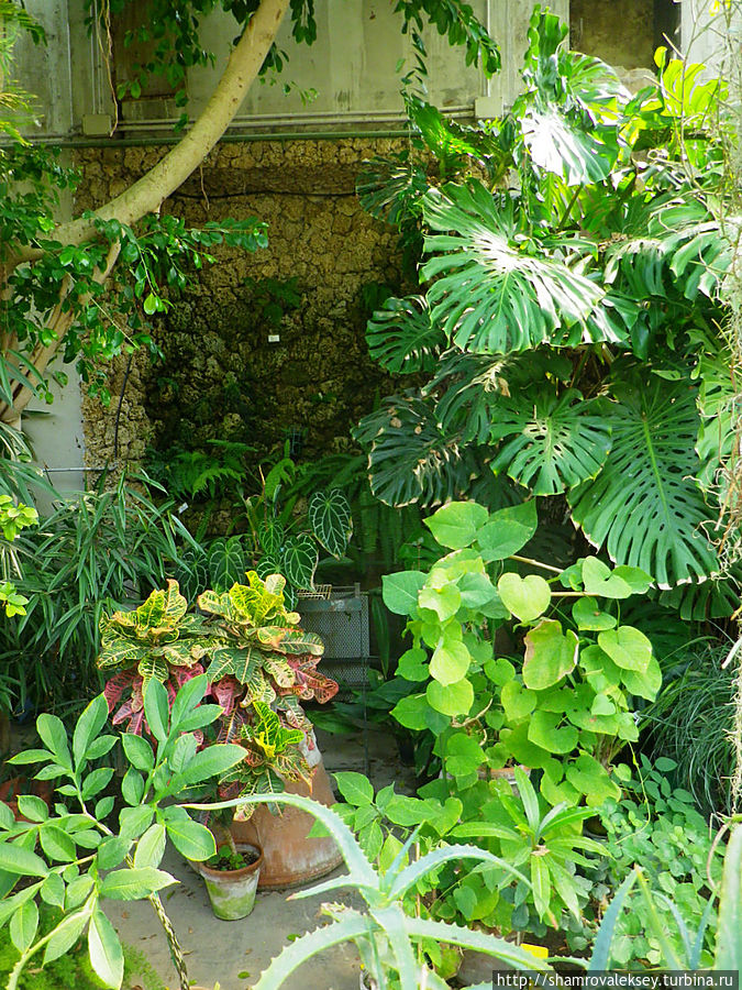 Феррара. Ботанический сад Феррара, Италия Феррара. Ботанический сад Феррара, Италия