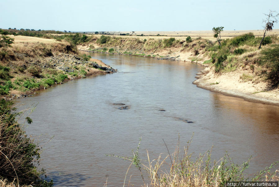 Река Мара Кения