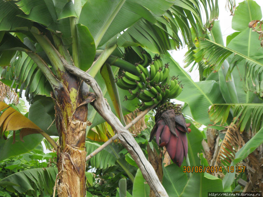 Бананы один из основных продуктов экспорта Фуншал, Португалия