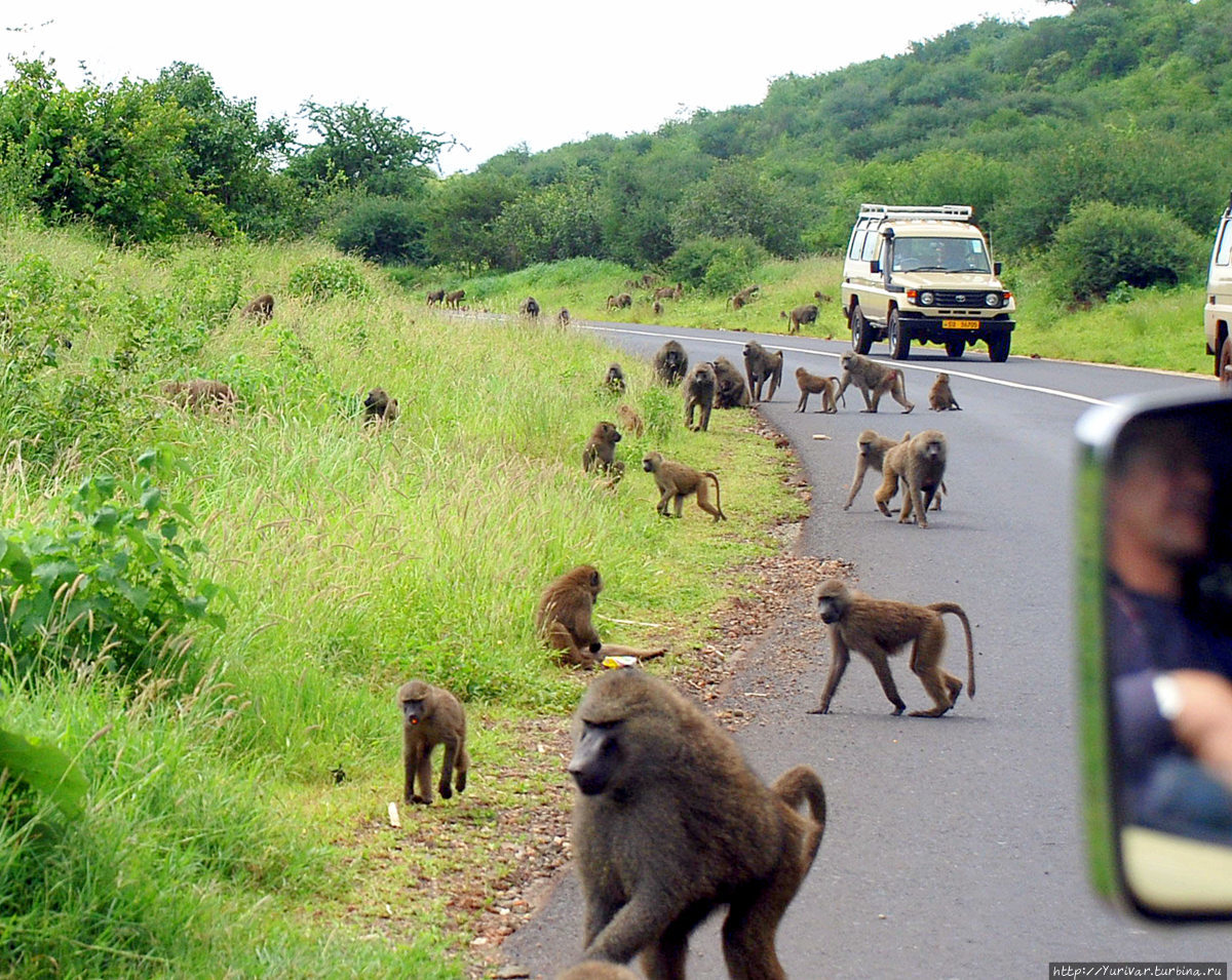 Моя первая Африка. Впечатления от Серенгети Серенгети Национальный Парк, Танзания