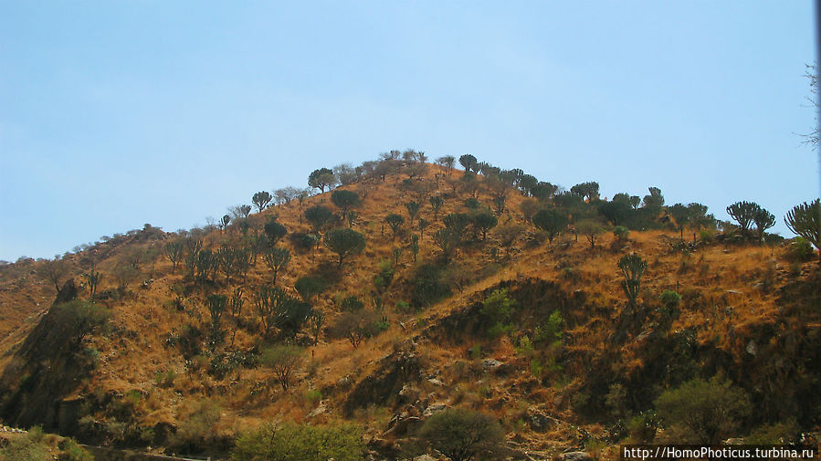 Зеленый пояс Эритреи Северная провинция Красного Моря, Эритрея