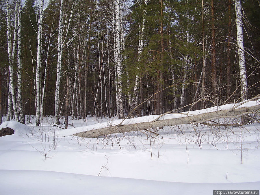 Лесная сказка Воронежского края Рамонь, Россия