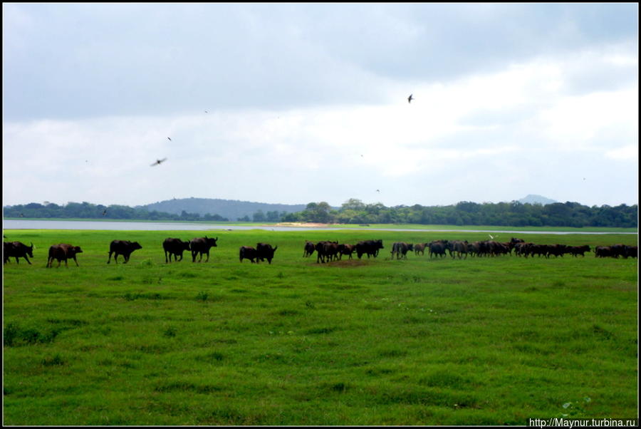 затем  огромное  стадо  быков   ринулось  вдоль  берега  озера. Полоннарува, Шри-Ланка
