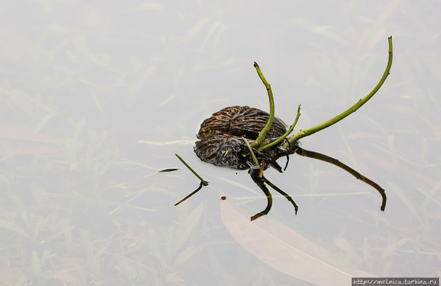 Вот так они тут размножаются: упал в воду, пророс, укоренился...было бы свободное место) Бако Национальный Парк, Малайзия