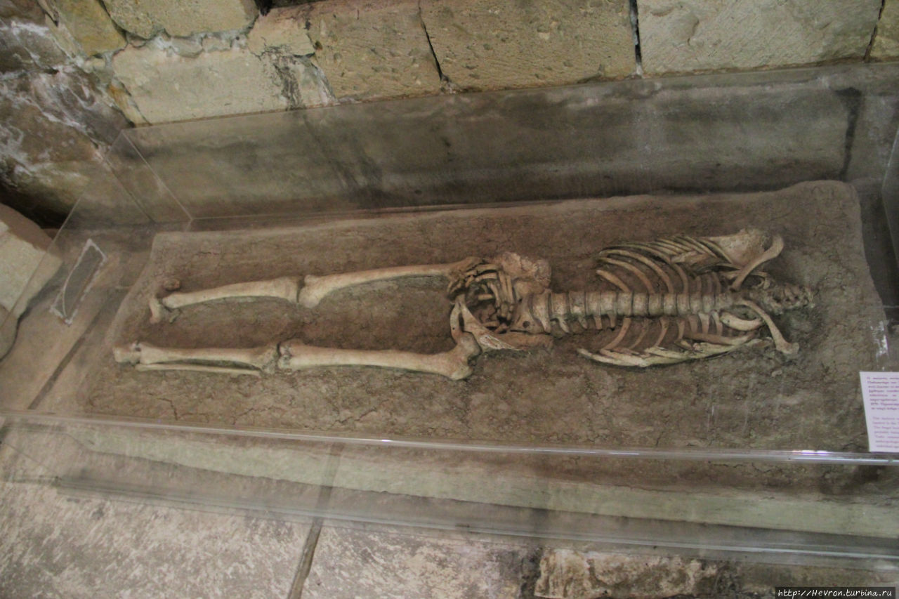Этот скелет был найден в Никосии при раскопках. Голова, стопы и руки отсутствовали. Предположительно это был солдат 20-30 лет, который умер при обороне крепости от турок в 1570 г. Лимассол, Кипр