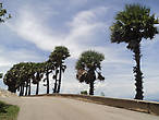 Дорога с пальмами вдоль смотровой площадки.