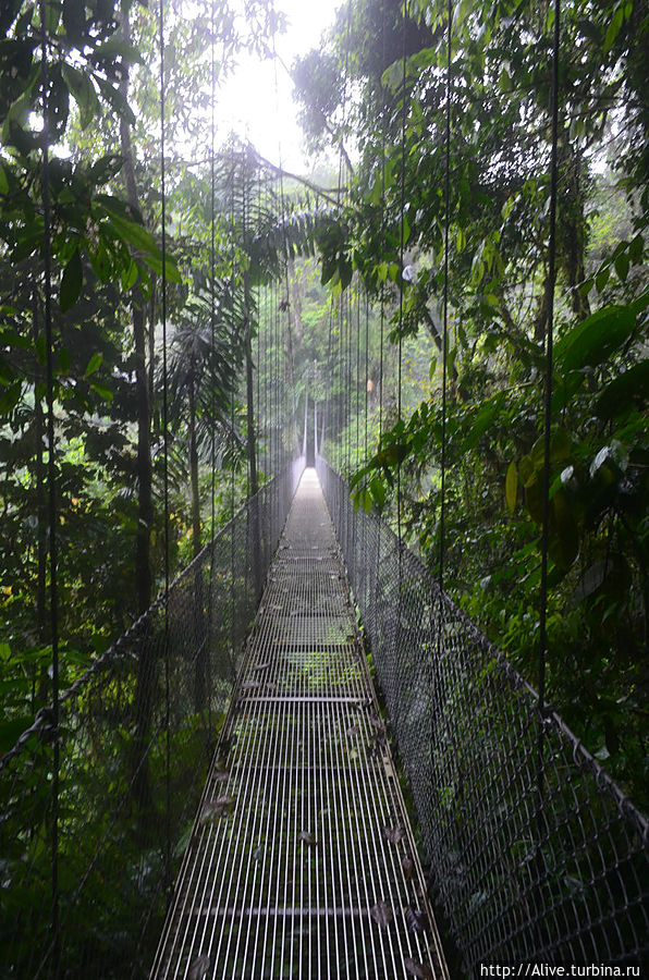 а они ещё и качаются при ходьбе Аренал, Коста-Рика а они ещё и качаются при ходьбе Аренал, Коста-Рика