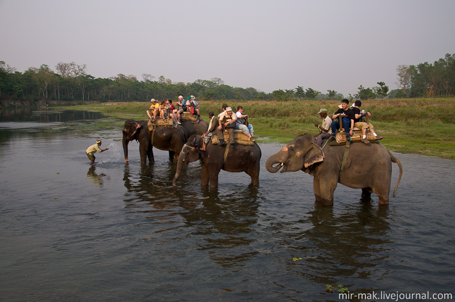 Посреди реки устроили небольшую остановку, во время которой слоны немного попили и искупались. Непал