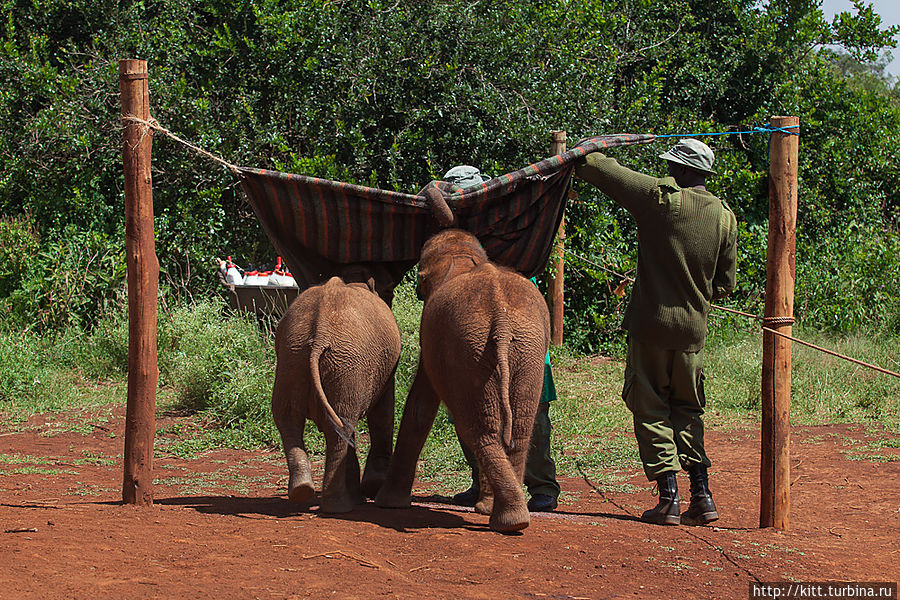 Не все принимают еду из человеческих рук, поэтому для тех , кто попал в приют недавно, слониху замещает большая тряпка, из-под которой подают соску Найроби, Кения