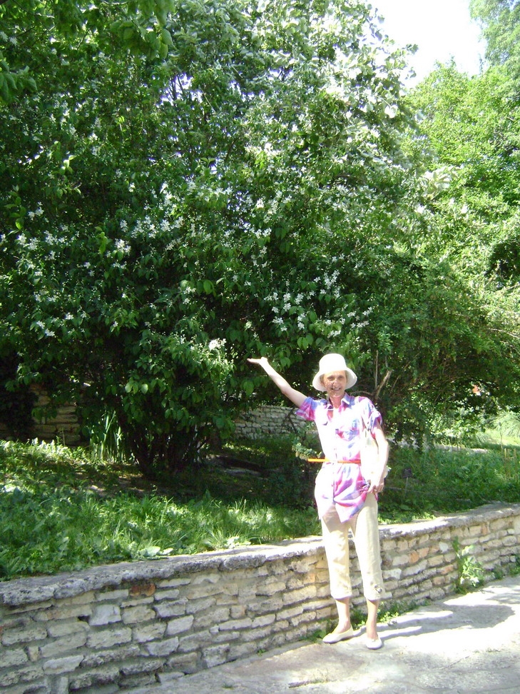 В нижнем саду богатая коллекция деревьев Балчик, Болгария