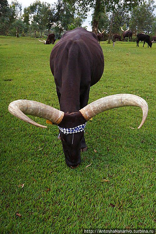 Правильные руандийские коровы Нйанза, Руанда