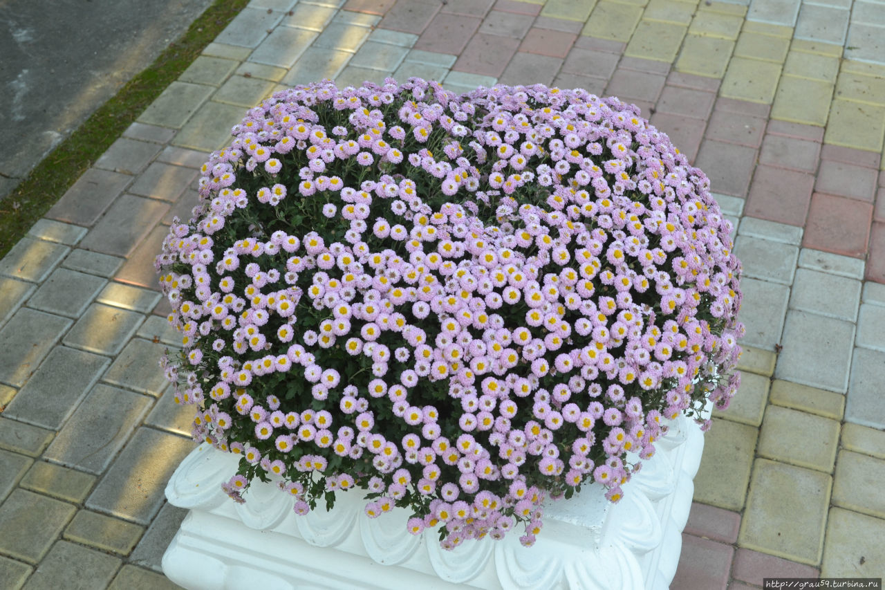 Цветы и цвета осени Алушта, Россия