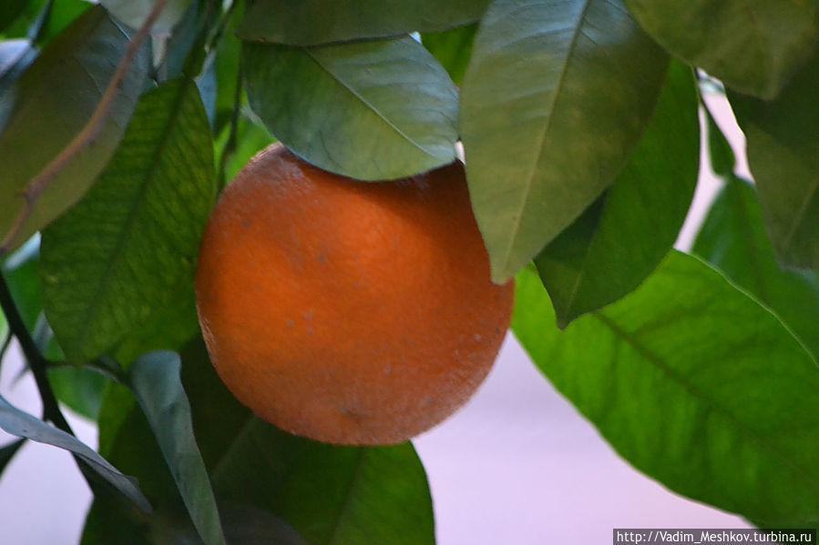 Апельсин Апельсин