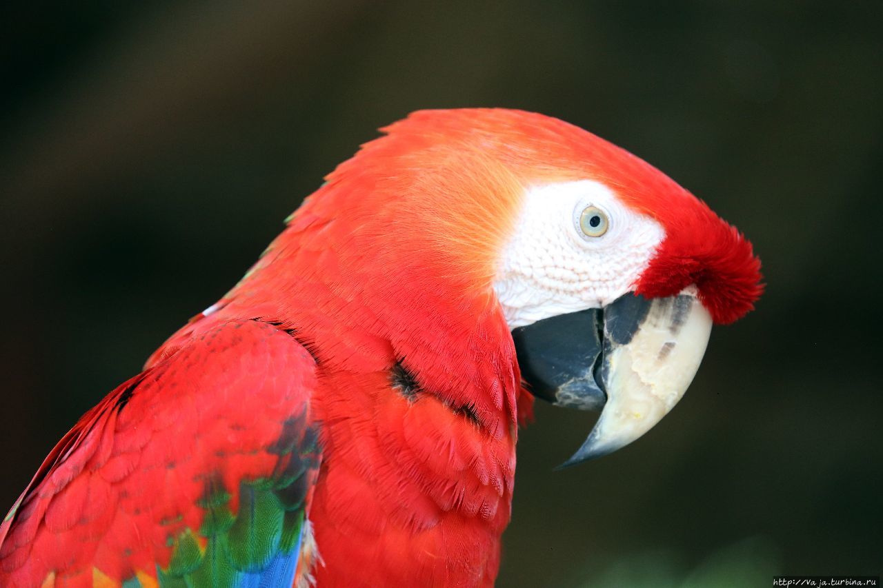 Зоопарк Манилы Манила, Филиппины Зоопарк Манилы Манила, Филиппины