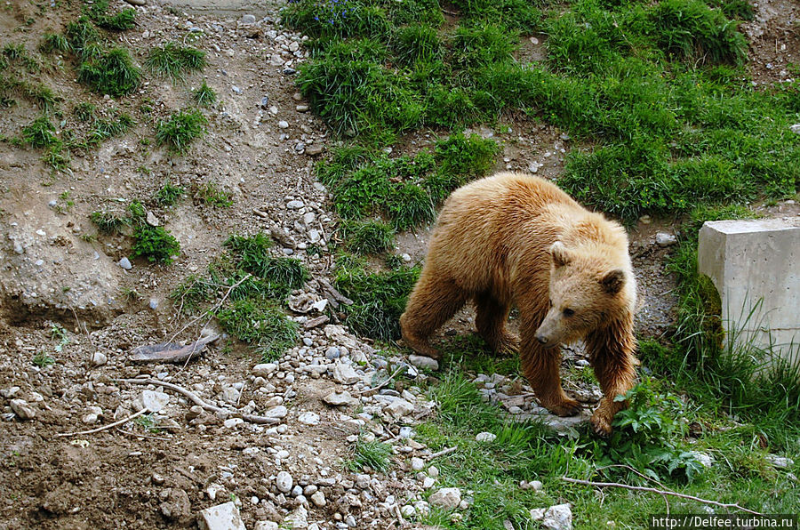 Медвежий парк (Медвежья яма) Берн, Швейцария