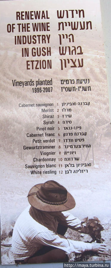 Винодельня Гуш Эцион Иудея и Самария, Израиль