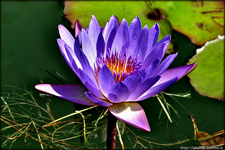 Вода озера лечебна и обладает слабой радиоактивностью, дно озера покрыто целебной грязью.
А поверхность озера покрыта лотосами.
Насладившись купальней отправились наслаждаться дворцом. Вода озера лечебна и обладает слабой радиоактивностью, дно озера покрыто целебной грязью.
А поверхность озера покрыта лотосами.
Насладившись купальней отправились наслаждаться дворцом.